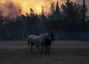 H γη καίγεται, οι ζωές καταστρέφονται, το μέλλον φαίνεται αβίωτο. Μαζί με την οργή και τη θλίψη, χρειάζεται αγώνας, άμεση δράση και στρατηγικό σχέδιο.