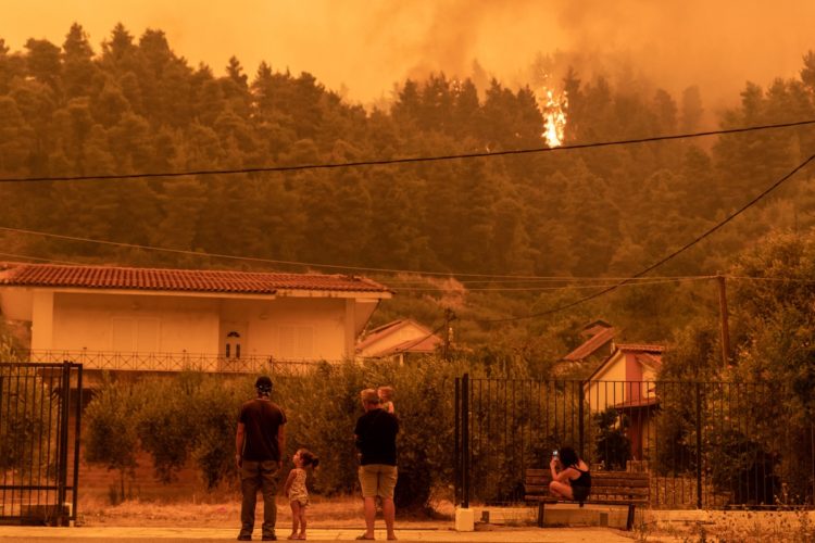 Τί γυρεύουν οι ανάδοχοι στα δάση;